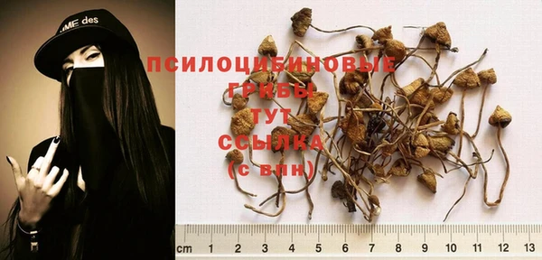 гашик Аркадак