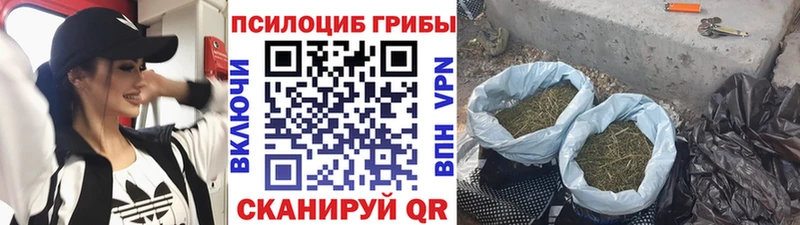 Псилоцибиновые грибы Psilocybe Волжский